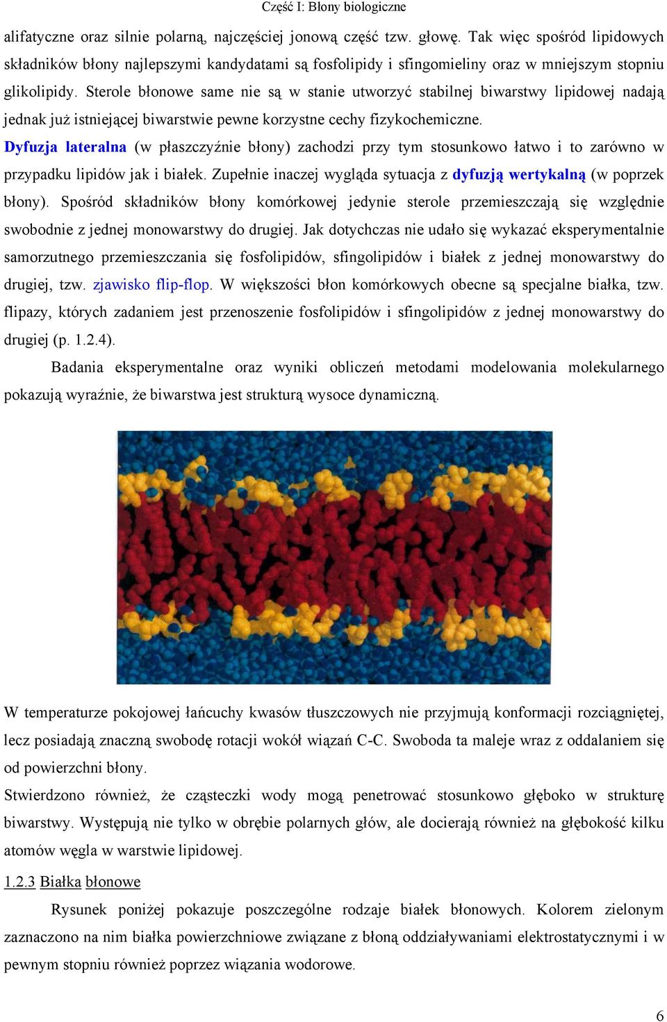 Sterole błonowe same nie są w stanie utworzyć stabilnej biwarstwy lipidowej nadają jednak już istniejącej biwarstwie pewne korzystne cechy fizykochemiczne.