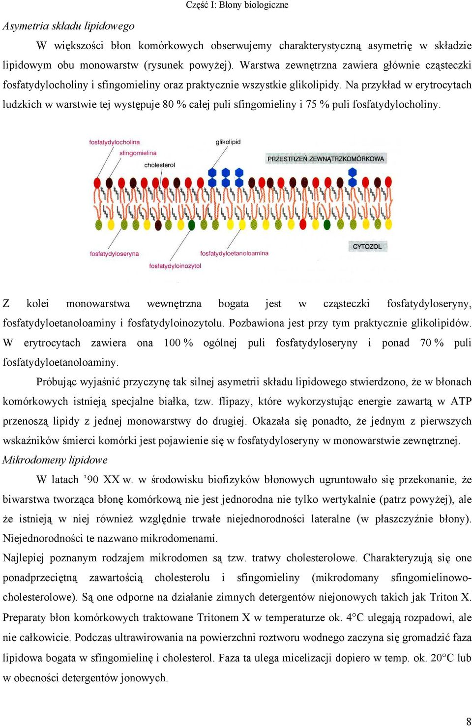 Na przykład w erytrocytach ludzkich w warstwie tej występuje 80 % całej puli sfingomieliny i 75 % puli fosfatydylocholiny.