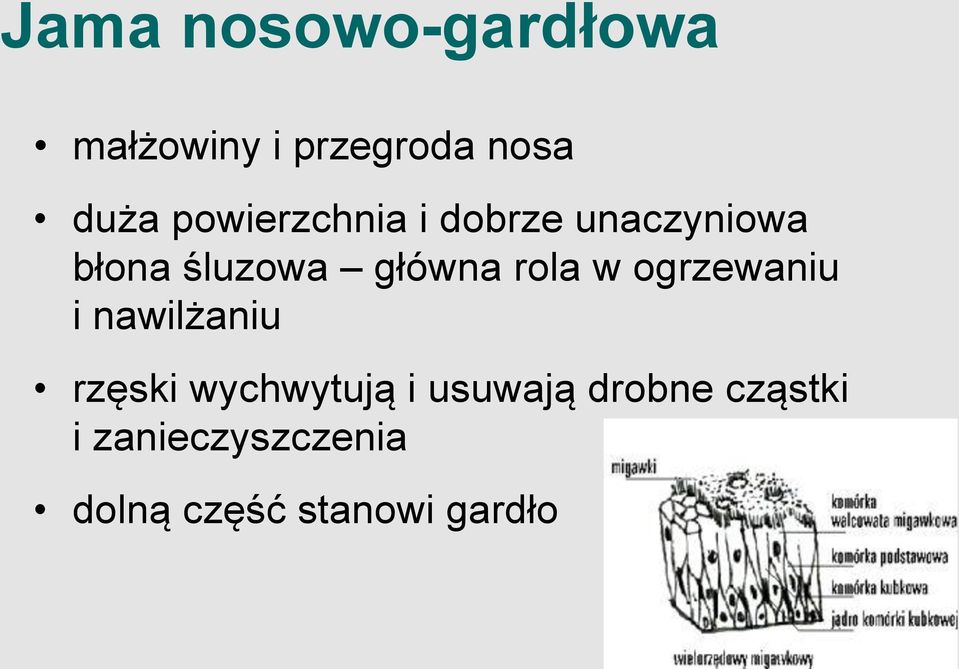 rola w ogrzewaniu i nawilżaniu rzęski wychwytują i