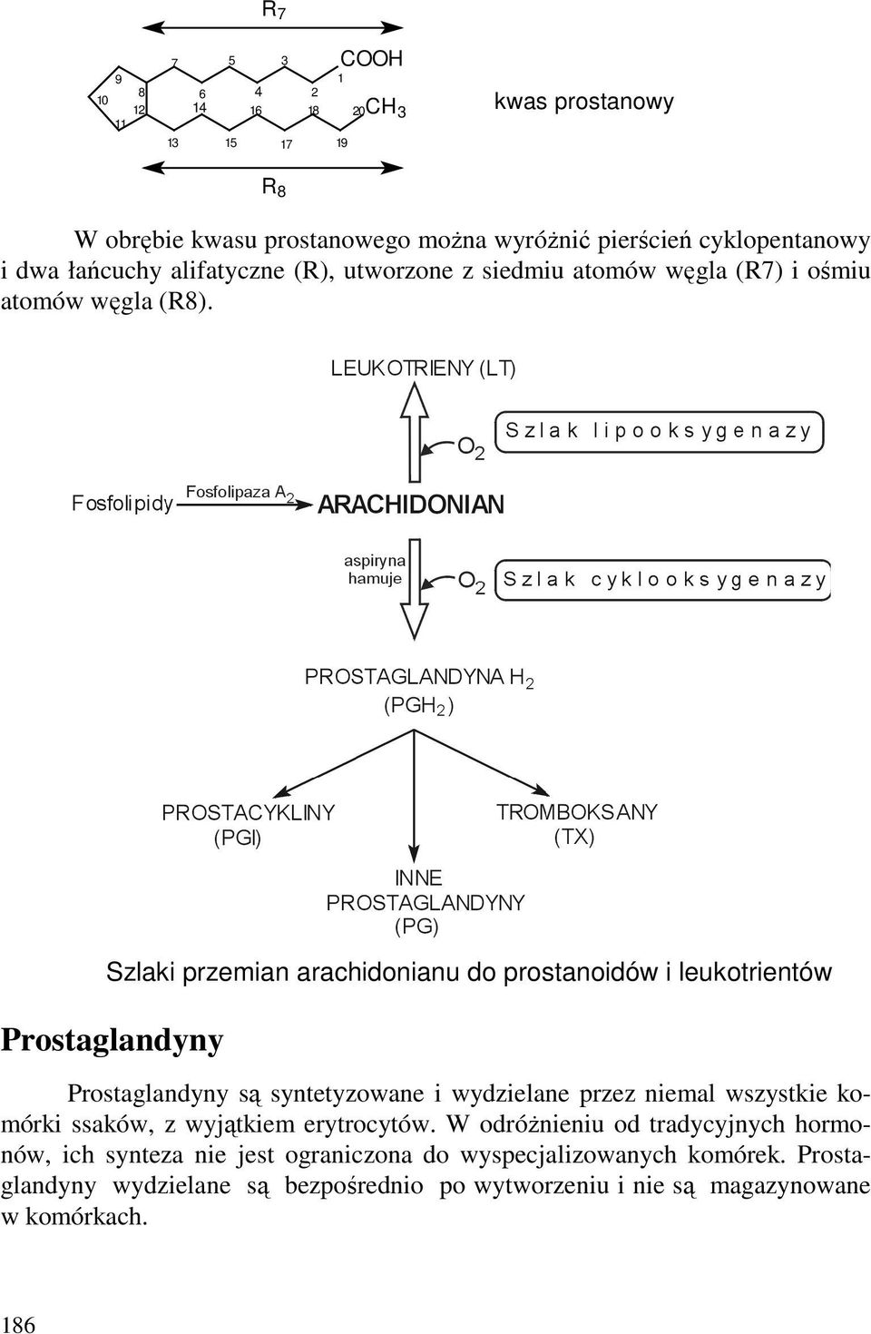 Szlaki przemian arachidonianu do prostanoidów i leukotrientów Prostaglandyny Prostaglandyny są syntetyzowane i wydzielane przez niemal wszystkie komórki