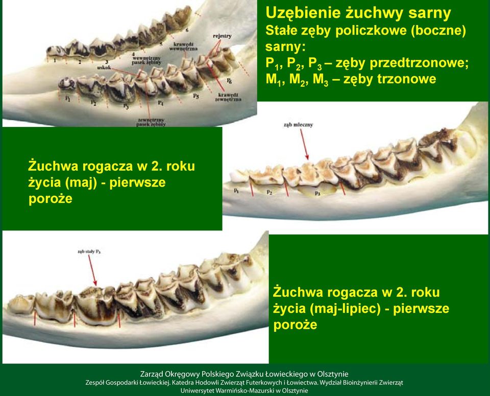 trzonowe Żuchwa rogacza w 2.