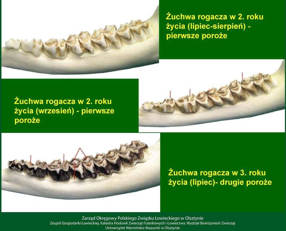 poroże  roku życia (wrzesień) - pierwsze