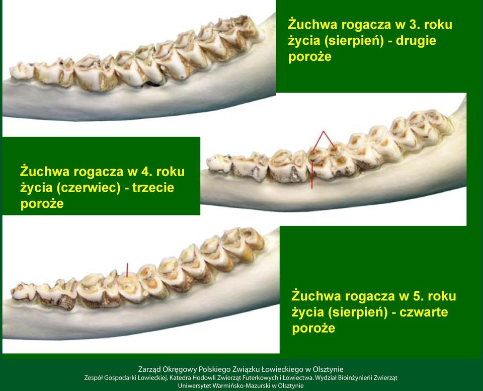 Żuchwa rogacza w 4.