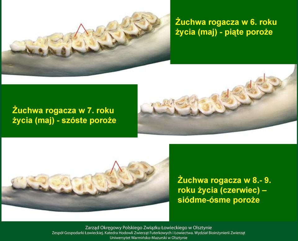 rogacza w 7.