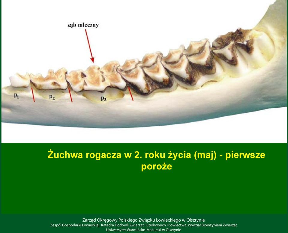 roku życia