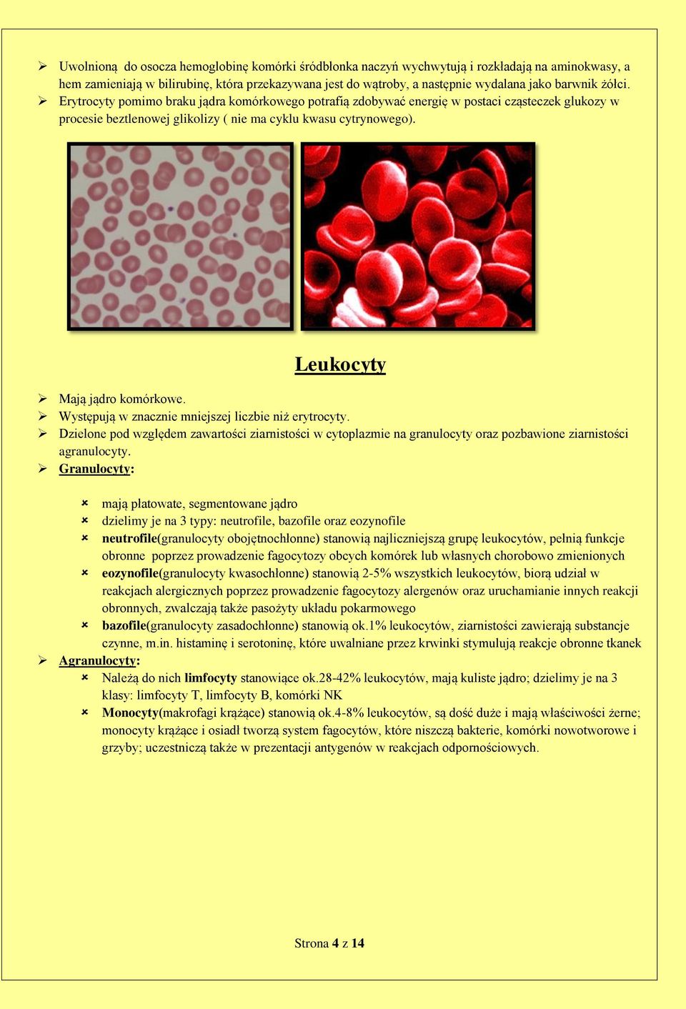 Leukocyty Mają jądro komórkowe. Występują w znacznie mniejszej liczbie niż erytrocyty.