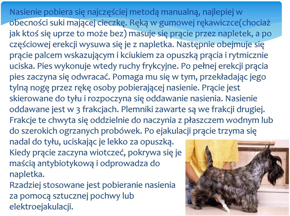 Następnie obejmuje się prącie palcem wskazującym i kciukiem za opuszkąprącia i rytmicznie uciska. Pies wykonuje wtedy ruchy frykcyjne. Po pełnej erekcji prącia pies zaczyna sięodwracać.