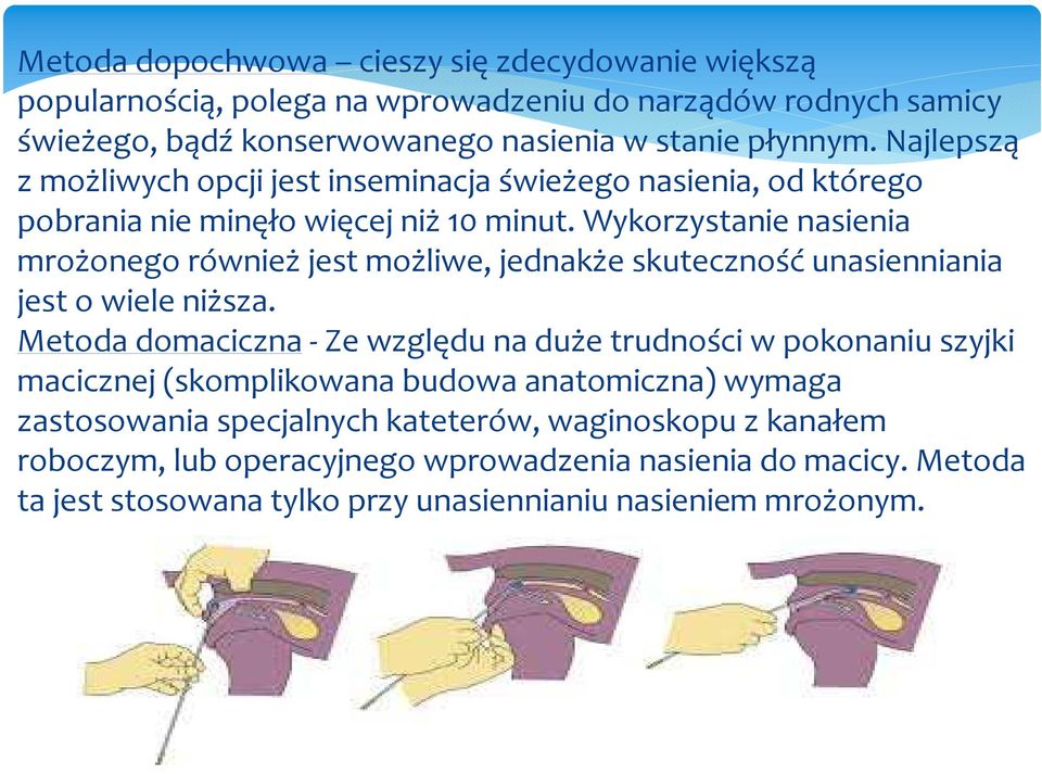 Wykorzystanie nasienia mrożonego równieżjest możliwe, jednakże skutecznośćunasienniania jest o wiele niższa.