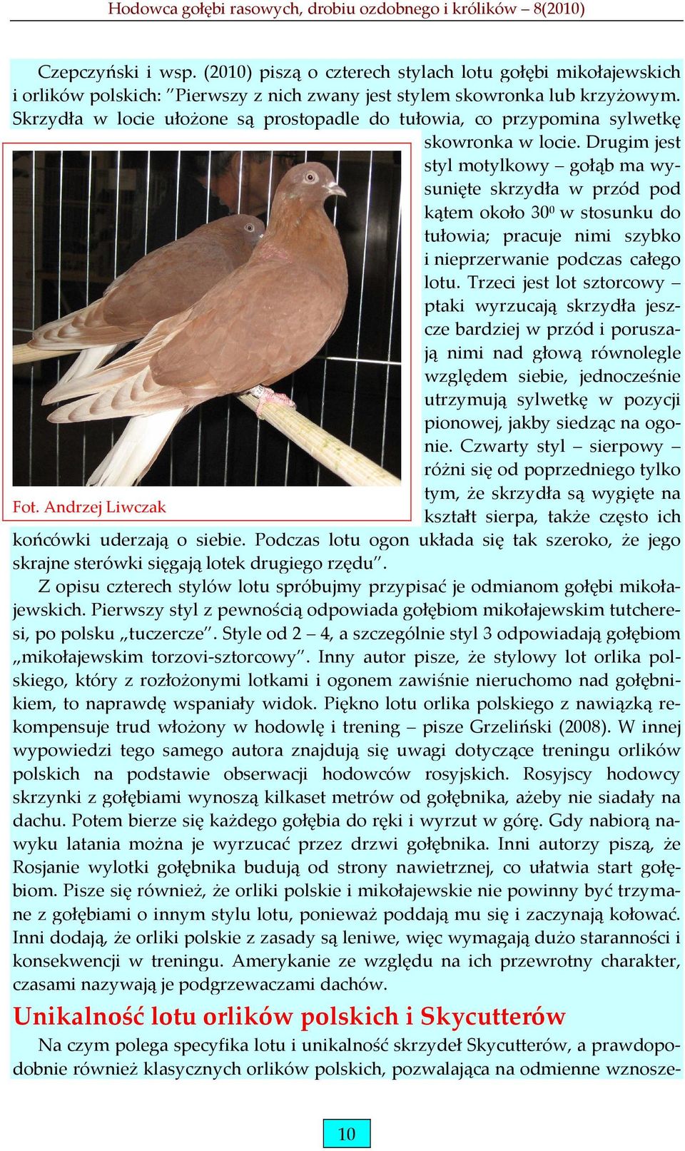 Drugim jest styl motylkowy gołąb ma wysunięte skrzydła w przód pod kątem około 30 0 w stosunku do tułowia; pracuje nimi szybko i nieprzerwanie podczas całego lotu.