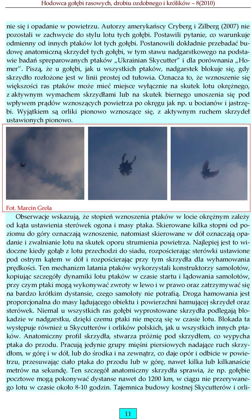 Postanowili dokładnie przebadać budowę anatomiczną skrzydeł tych gołębi, w tym stawu nadgarstkowego na podstawie badań spreparowanych ptaków Ukrainian Skycutter i dla porównania Homer.