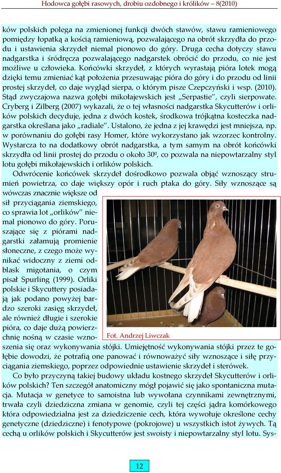Końcówki skrzydeł, z których wyrastają pióra lotek mogą dzięki temu zmieniać kąt położenia przesuwając pióra do góry i do przodu od linii prostej skrzydeł, co daje wygląd sierpa, o którym pisze