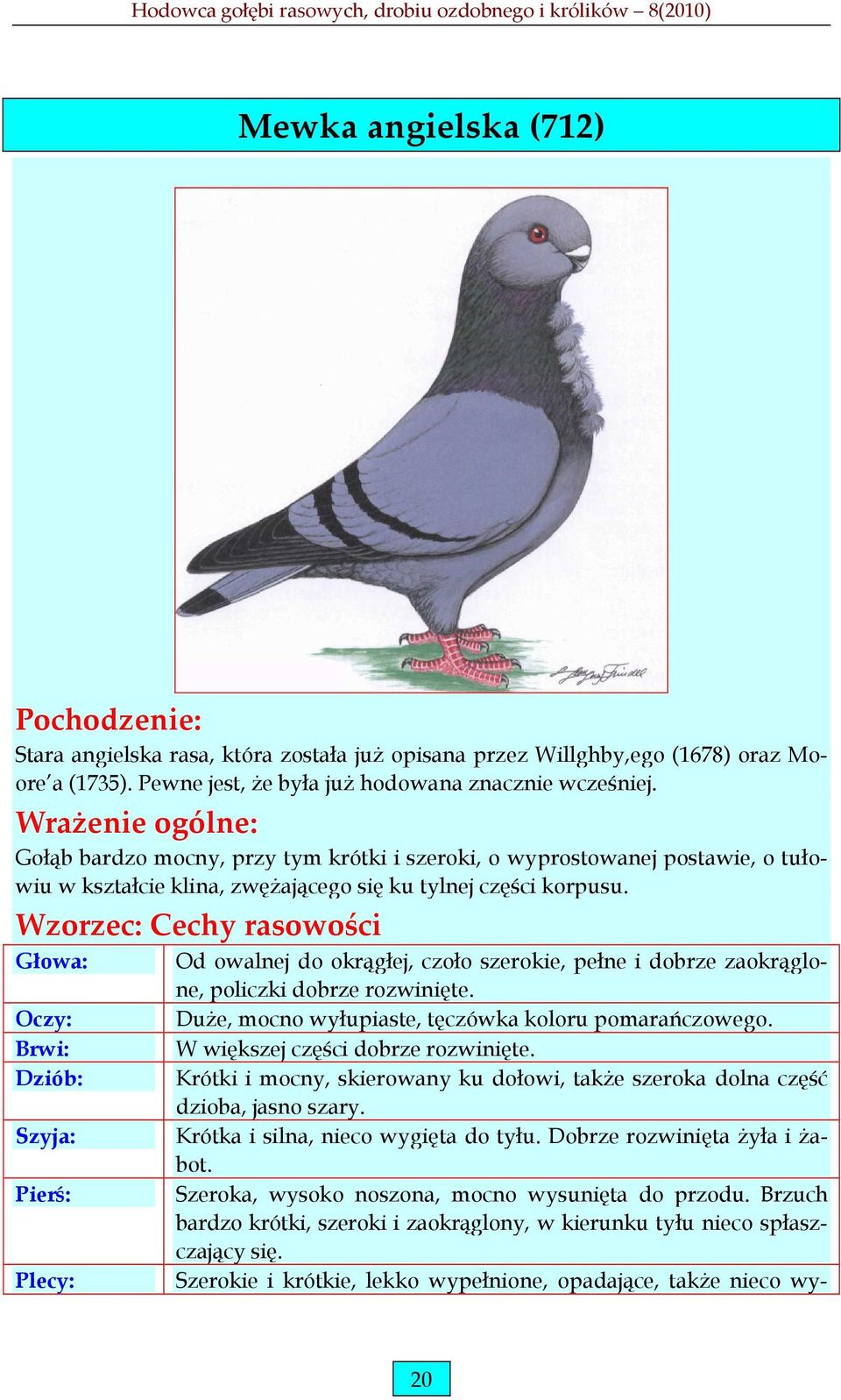 Wzorzec: Cechy rasowości Głowa: Oczy: Brwi: Dziób: Szyja: Pierś: Plecy: Od owalnej do okrągłej, czoło szerokie, pełne i dobrze zaokrąglone, policzki dobrze rozwinięte.