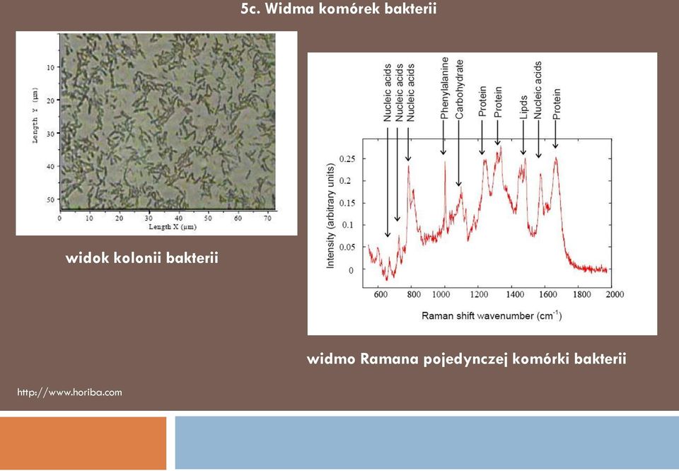 Ramana pojedynczej komórki