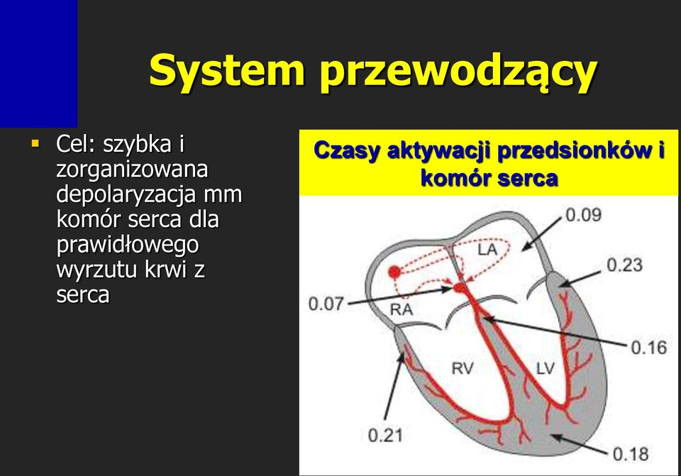 serca dla prawidłowego wyrzutu krwi z