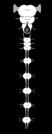 Układy nerwowe Zwojowe typu drabinkowatego Zwoje
