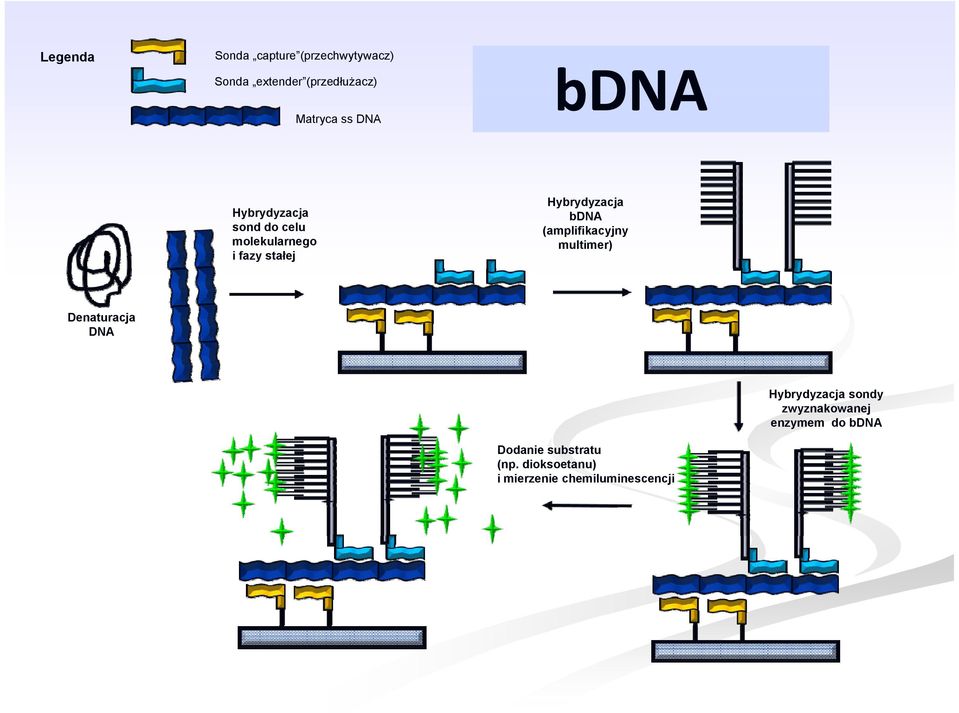 bdna (amplifikacyjny multimer) Denaturacja DNA Hybrydyzacja sondy zwyznakowanej