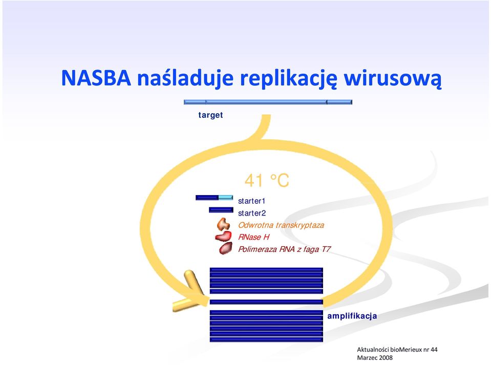 transkryptaza RNase H Polimeraza RNA z faga