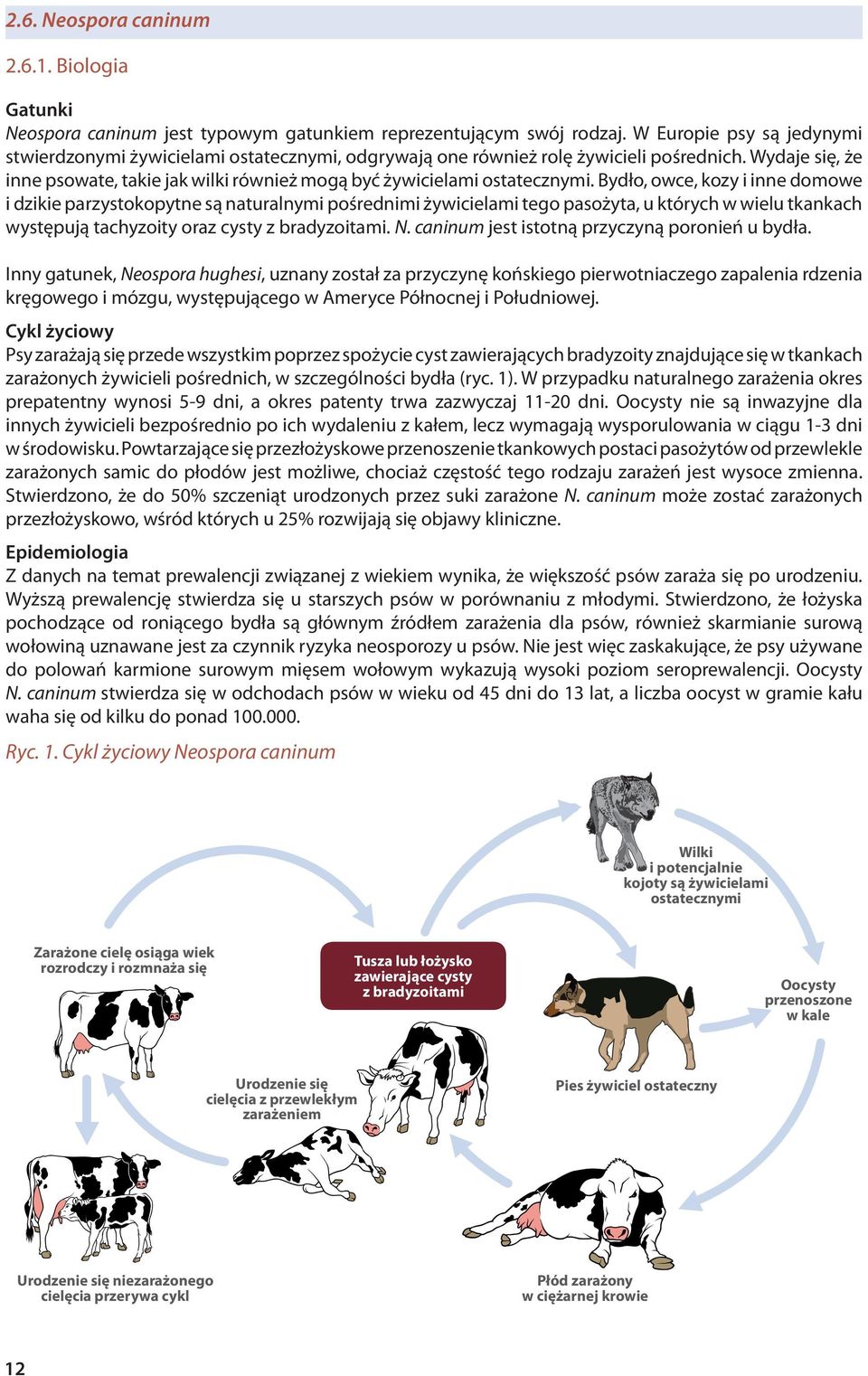 Wydaje się, że inne psowate, takie jak wilki również mogą być żywicielami ostatecznymi.