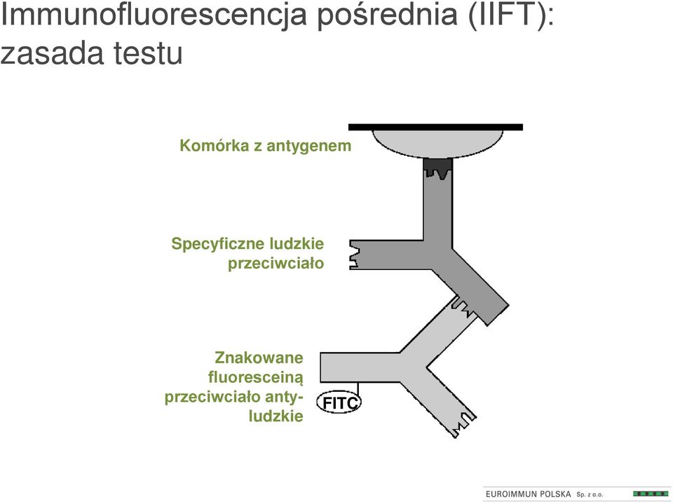 Specyficzne ludzkie przeciwciało