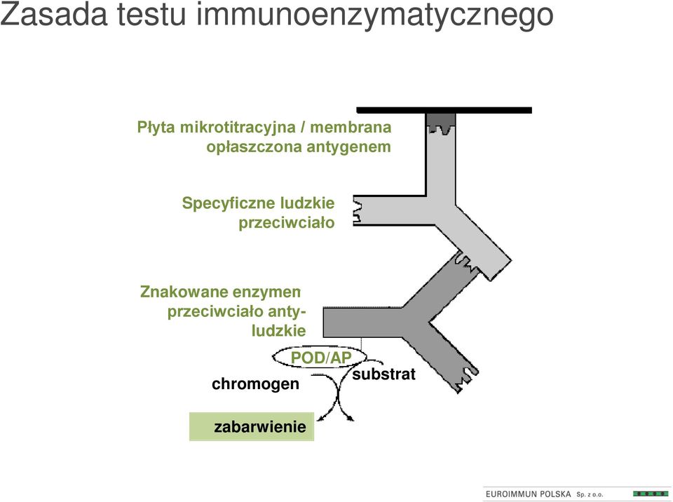 Specyficzne ludzkie przeciwciało Znakowane enzymem