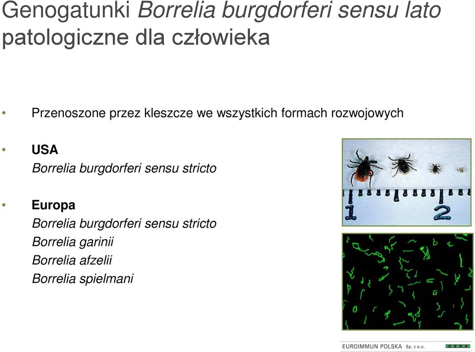 rozwojowych USA Borrelia burgdorferi sensu stricto Europa Borrelia