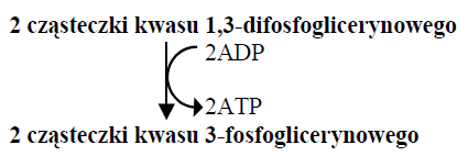 Określ, jaki rodzaj fosforylacji przedstawia powyższy schemat fragmentu procesu glikolizy.... Zadanie 12. (2 pkt). Schemat przedstawia współpracę chloroplastów i mitochondriów w komórce roślinnej.