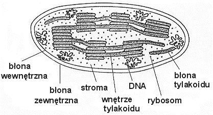 Zadanie 23. (2pkt). Schemat przedstawia przemiany zachodzące w komórce roślinnej. Wykaż, że chloroplasty i mitochondria to organella przetwarzające energię. Zadanie 24. (1 pkt).