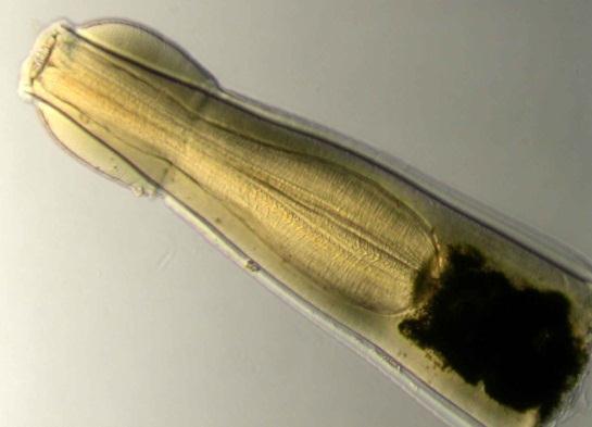 Wykład XV PASOŻYTY ZWIERZĄT ŁOWNYCH PASOŻYTY DZIKÓW PROTOZOA KOKCYDIOZA, IZOSPOROZA, SARKOSPORYDIOZA, TOXOPLAZMOZA KRYPTOSPORYDIOZA, TRICHOMONOZA, BALANTIDIOZA, BABESZJOZA TREMATODA ALARIOZA,