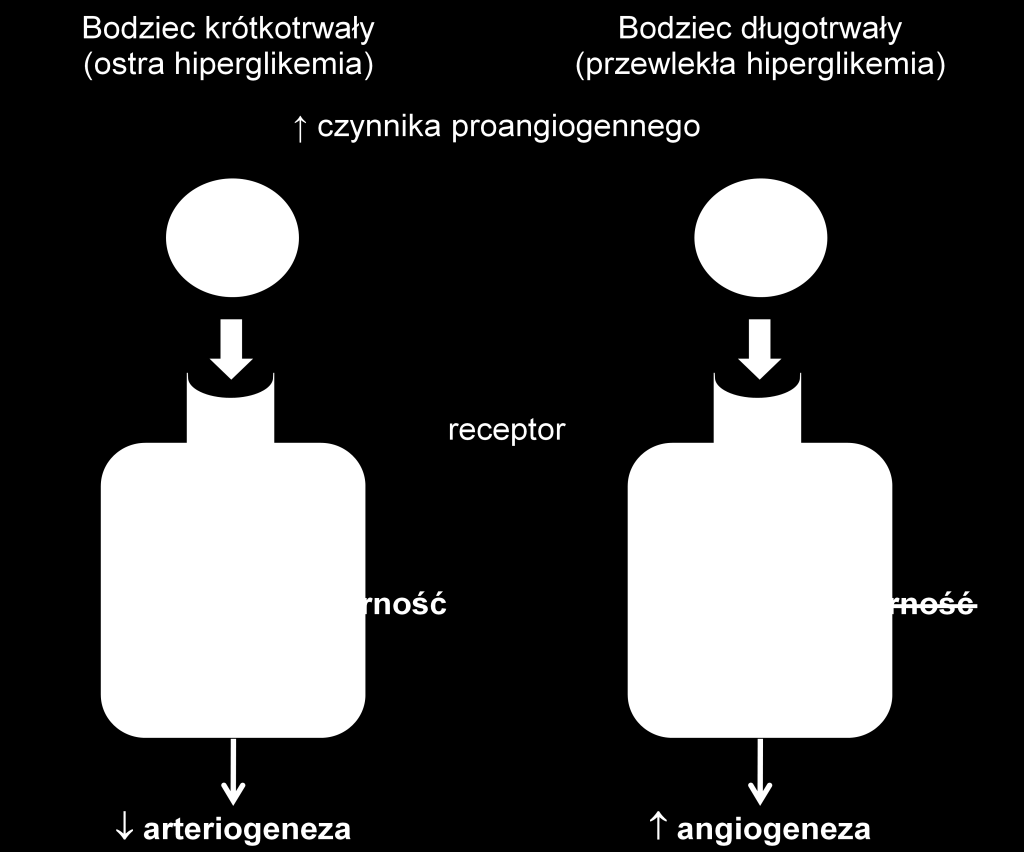 ERK kinaza regulowana zewnątrzkomórkowo (Extracellular Signal-Regulated Kinases); p38 białko p38 (protein38); Akt serynowo-treoninowa kinaza