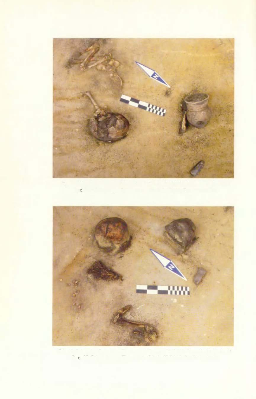Fig. 9. Pełczyska, Commune Złota, site 6. Feature 32/2002. Photo by M. Rudnicki Ryc. 9. Pełczyska, gm. Złota, st. 6. Obiekt 32/2002. Fot. M. Rudnicki Fig.