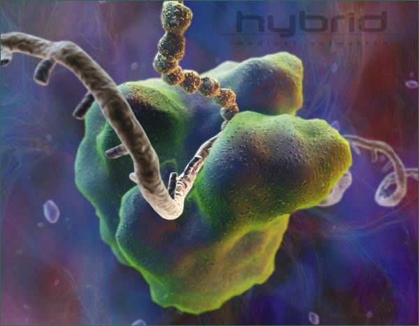 Rybosom Rybosomy występują we wszystkich komórkach.