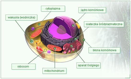 Komórka