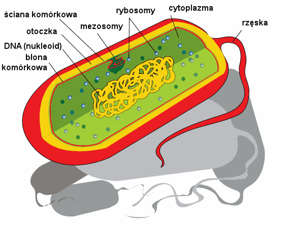 Komórka