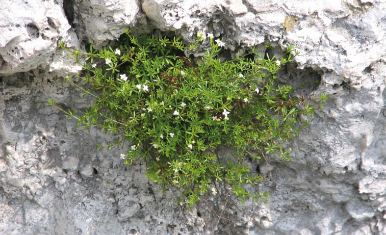 Monitoring gatunków ro lin Przytulia krakowska Galium cracoviense Fot. 1. Przytulia krakowska ( E. Walusiak) I. INFORMACJA O GATUNKU 1. Przynale no systematyczna Rodzina: marzanowate Rubiaceae 2.