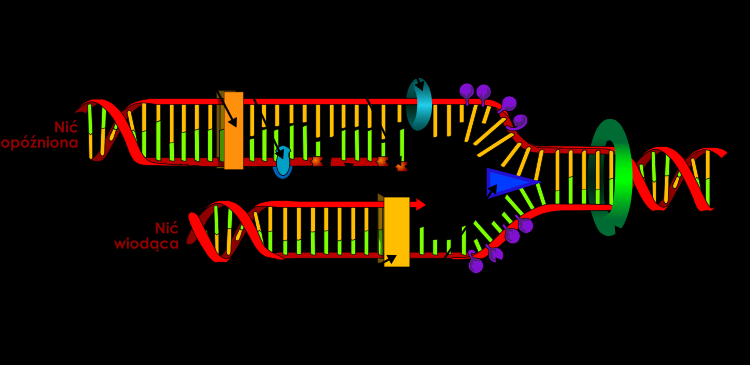 REPLIKACJA MATERIAŁU GENETYCZNEGO SEMIKONSERWATYWNA ŁAŃCUCHY KOMPLEMENTARNE ROZDZIELAJĄ SIĘ, KAŻDY STAJE SIĘ MATRYCĄ NA KTÓREJ ODTWARZANY JEST