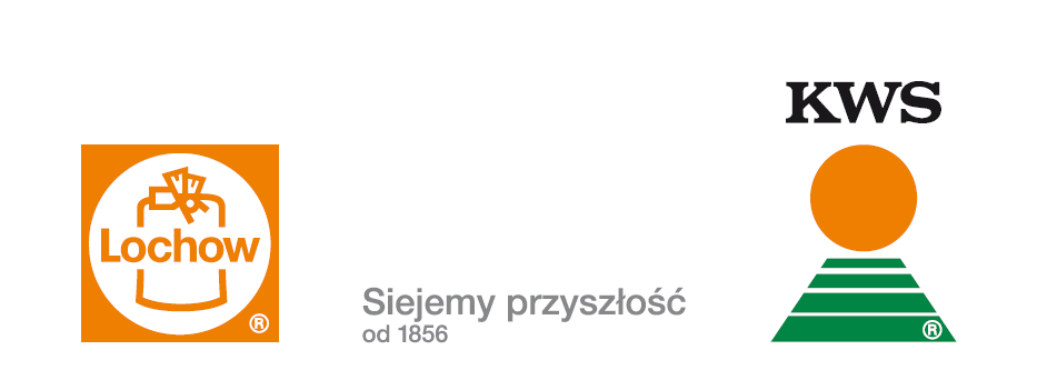 Żyto