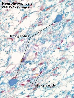 Kule Herringa zagęszczenie materiału neurosekrcyjnego Jądro nadwzrokowe sekrecja wazopresyny (hormon antydiuretyczny, ADH) Jądro przykomorowe sekrecja oksytocyny Jądra pituicytów Pituicyty włókniste
