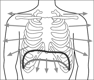 TYPY ODDYCHANIA Typ oddychania piersiowo-brzuszny (całościowy) - podczas wdechu następuje równomierne poszerzenie