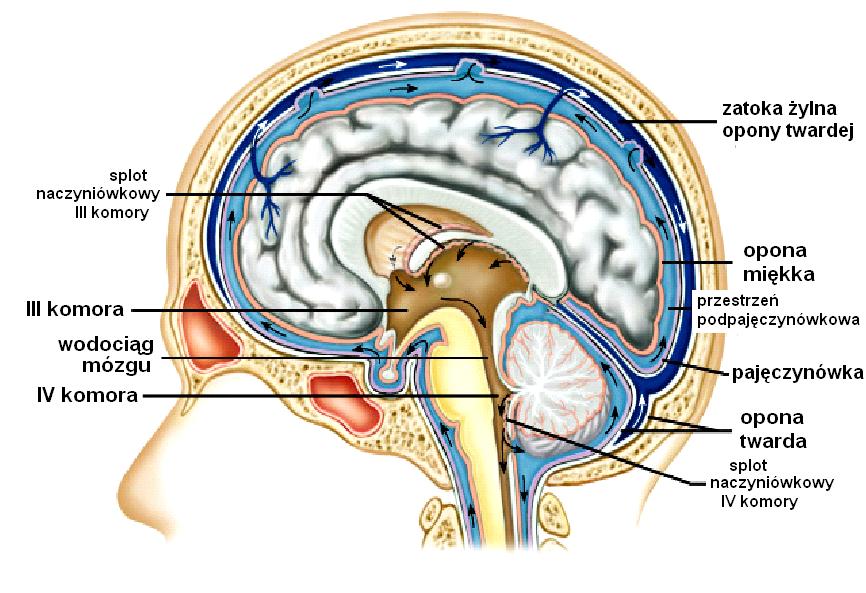 OPONY MÓZGU: opona twarda (dura mater) pajęczynówka (arachnoidea) opona miękka (pia mater) Opona twarda - pełni funkcje okostnej, zbudowana jest z 2 blaszek,