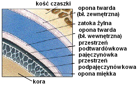 strzałkowo przebiegający sierp mózgu i móżdżku, namiot móżdżku (o przebiegu poziomym), oddzielający móżdżek od płatów potylicznych, przepona siodła.