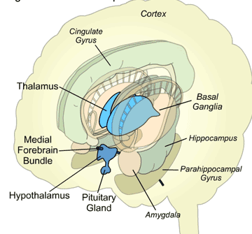Międzymózgowie (diencephalon) Najważniejsze części międzymózgowia: komora III (w ścianach narządy okołokomorowe) wzgórze (thalamus) - stacja przekaźnikowa dróg z narz. zmysłów, z wyj.