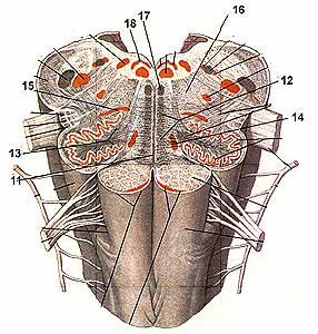Wyjścia nerwów czaszkowych: 1. n. językowo-gardłowy (n. glossopharyngeus, IX) 2. n. błędny (n. vagus, X) 3. n. podjęzykowy (n. hypoglossus, XII) 4. n. dodatkowy (n.