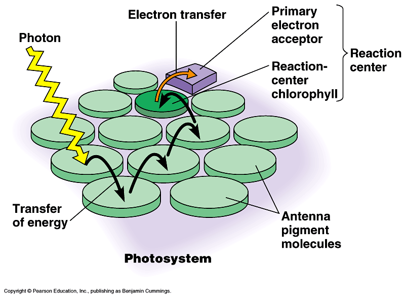 Diuron i parakwat - herbicydy blokujące przebieg fazy jasnej fotosyntezy Światło absorbowane jest przez złożony kompleks barwnikowy Barwniki