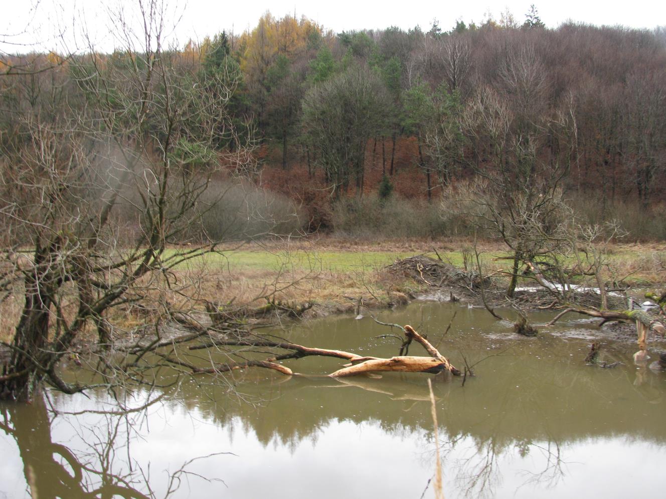 Aktualny zasięg gatunku obejmuje cały region kontynentalny i większość regionu alpejskiego. Do monitoringu w 2013 r.