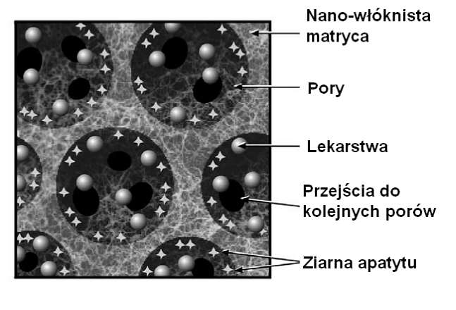 Biomateriały na implanty kości nanotechnologia mikrostruktura biomateriału matrycy jest możliwie podobna