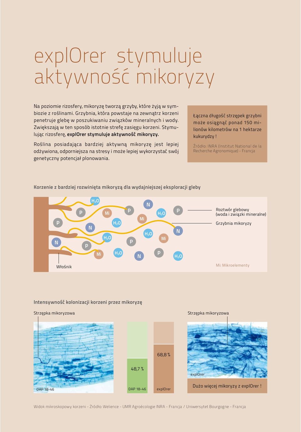 Stymulując rizosferę, stymuluje aktywność mikoryzy.