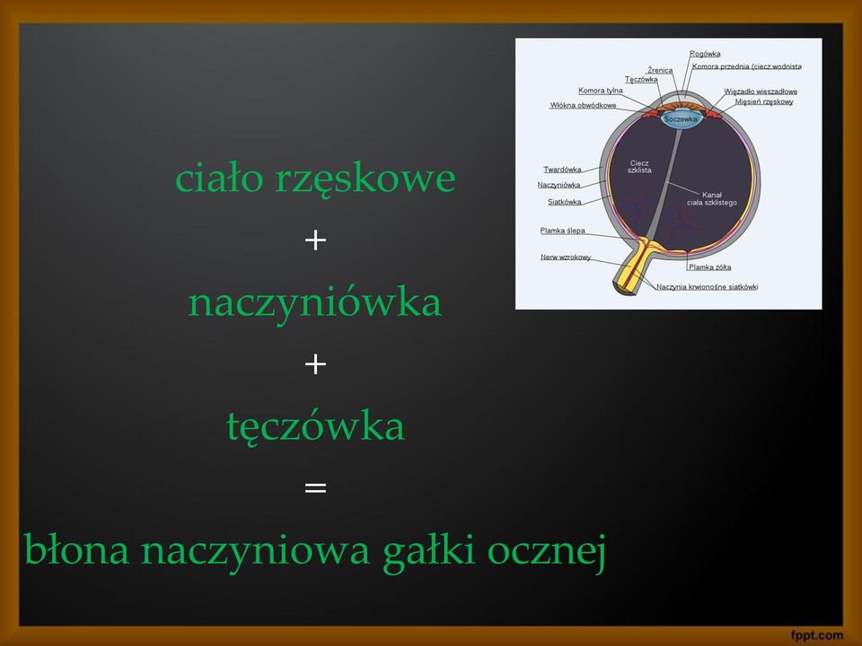 tęczówka = błona