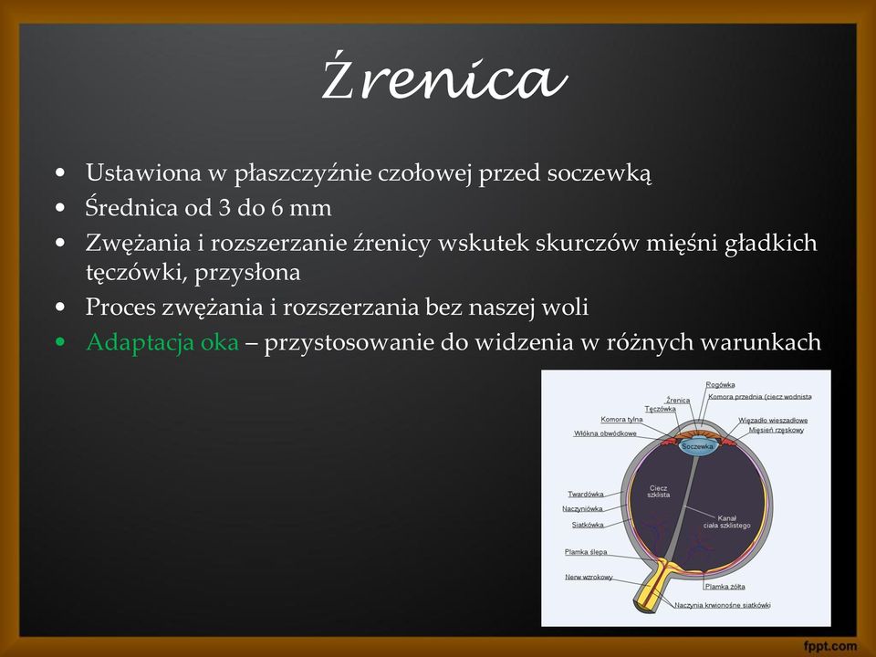 mięśni gładkich tęczówki, przysłona Proces zwężania i rozszerzania