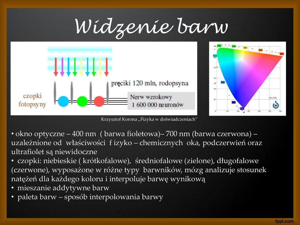 krótkofalowe), średniofalowe (zielone), długofalowe (czerwone), wyposażone w różne typy barwników, mózg analizuje