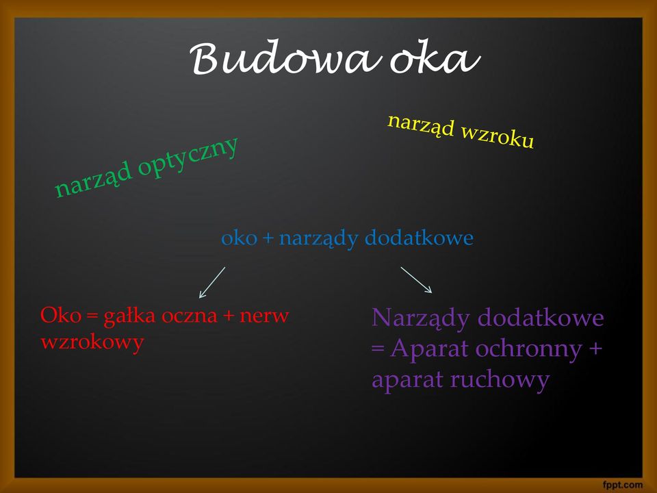 nerw wzrokowy Narządy